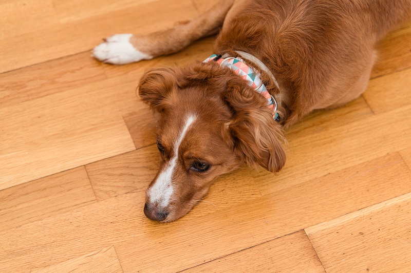 7 Subtle Signs Your Dog Isn’t Feeling Their Best (And How To Catch Them Early)