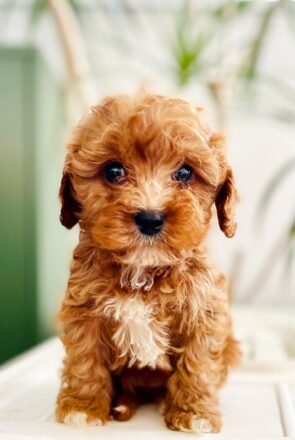 Uncover How A Pup’s Play Style Tells You More Than A Seller’s Words