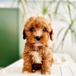 Uncover How A Pup’s Play Style Tells You More Than A Seller’s Words