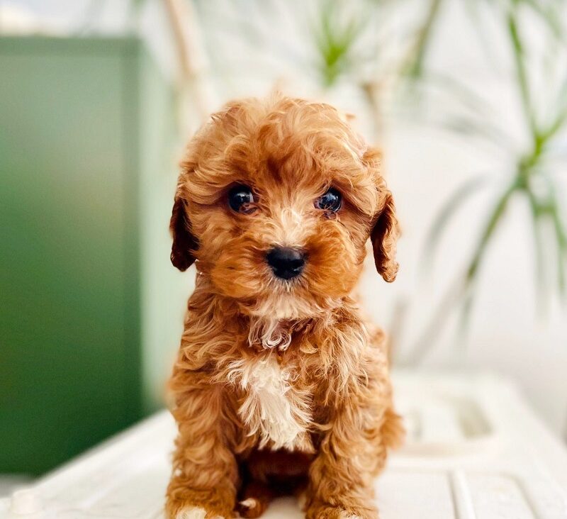 Uncover How A Pup’s Play Style Tells You More Than A Seller’s Words