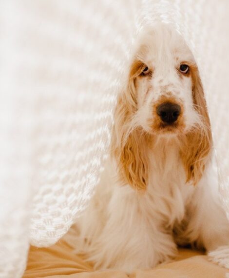 why does my dog sleep under the covers