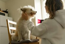 Essential Dog Grooming Skincare