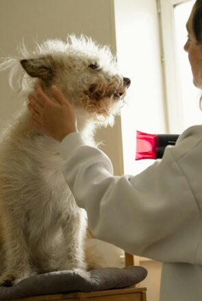 Essential Dog Grooming Skincare