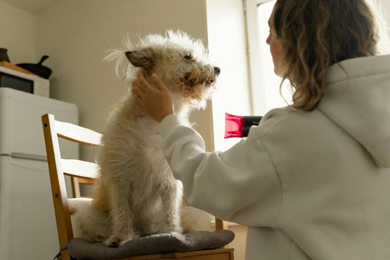 Essential Dog Grooming Skincare Tips for a Healthy Coat