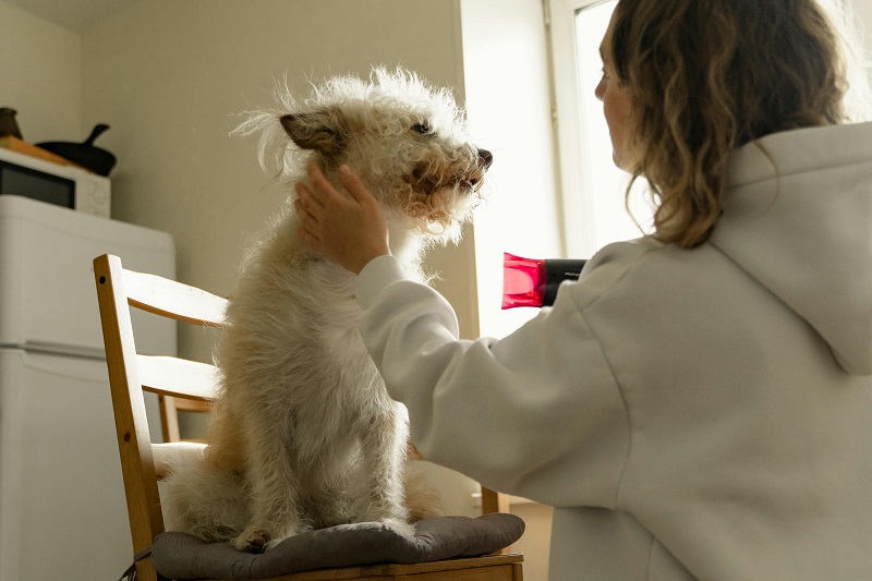 Essential Dog Grooming Skincare