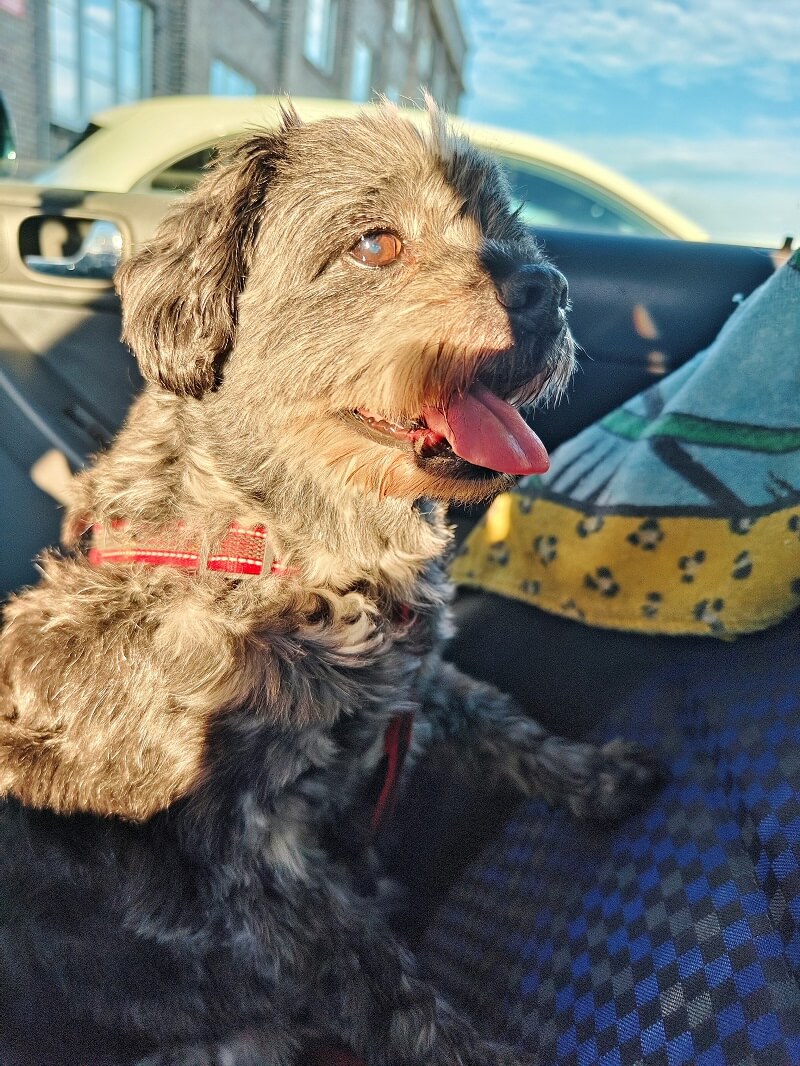 Safety First: Must-Have Car Features for Traveling with Dogs in a Rental