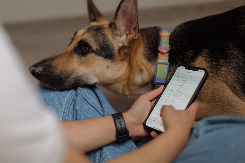 7 Subtle Signs Your Dog Isn’t Feeling Their Best (And How To Catch Them Early)