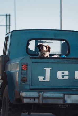 Moving with Pets: A Complete Guide for Dog and Cat Owners