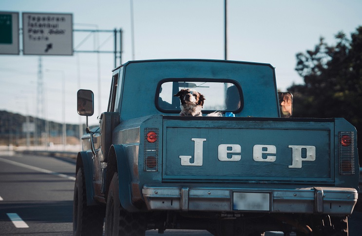 Moving with Pets: A Complete Guide for Dog and Cat Owners