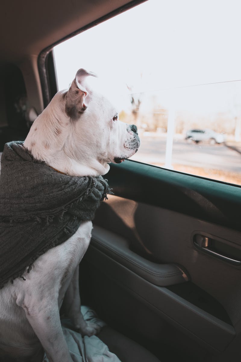 Photo by Kelly    : https://www.pexels.com/photo/american-bulldog-looking-out-vehicle-window-in-daylight-6468677/