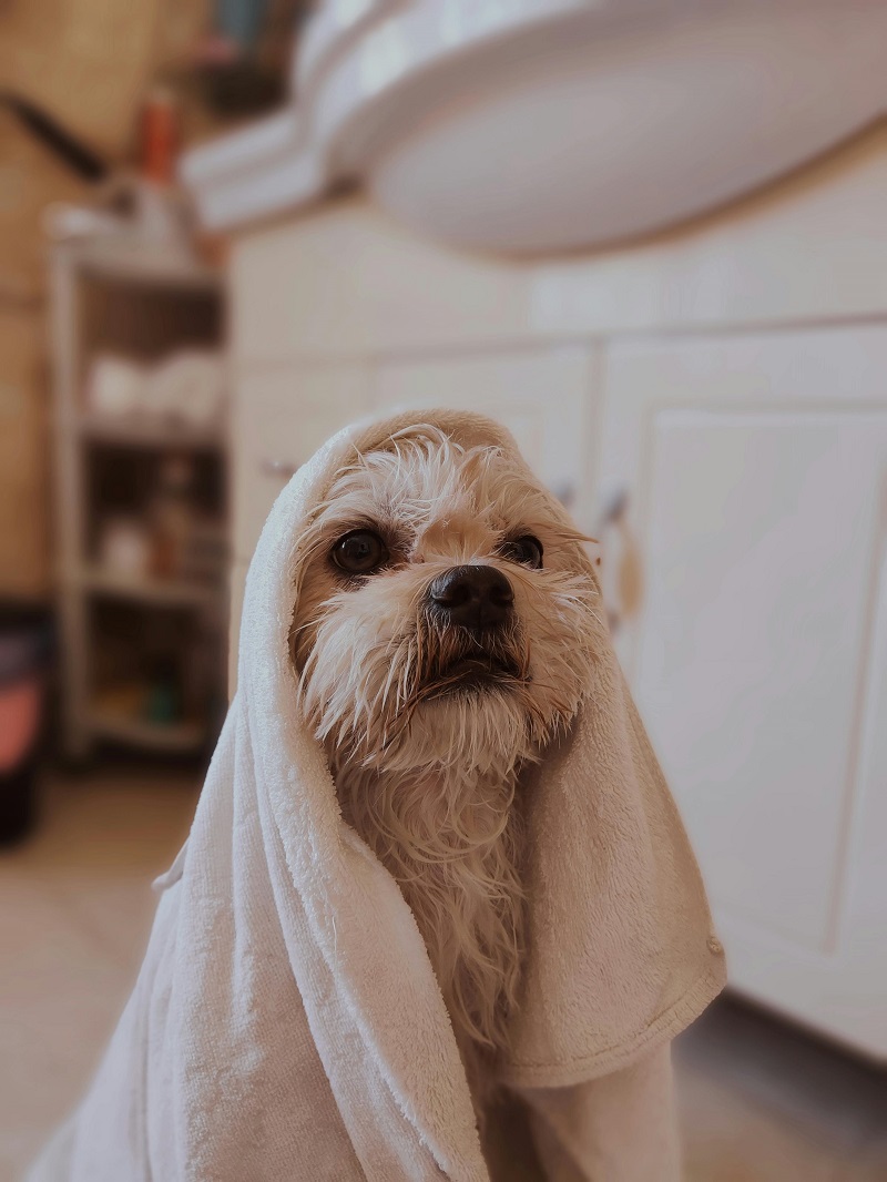 How to Wash Your Dog: A Complete Step-by-Step Guide