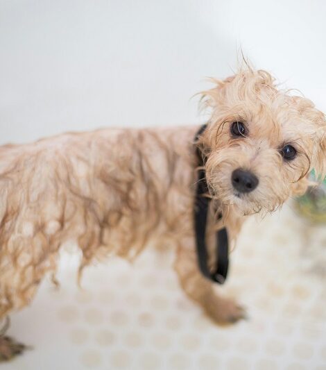 wash the dog process