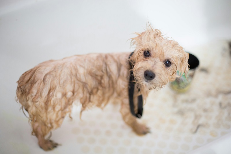 wash the dog process
