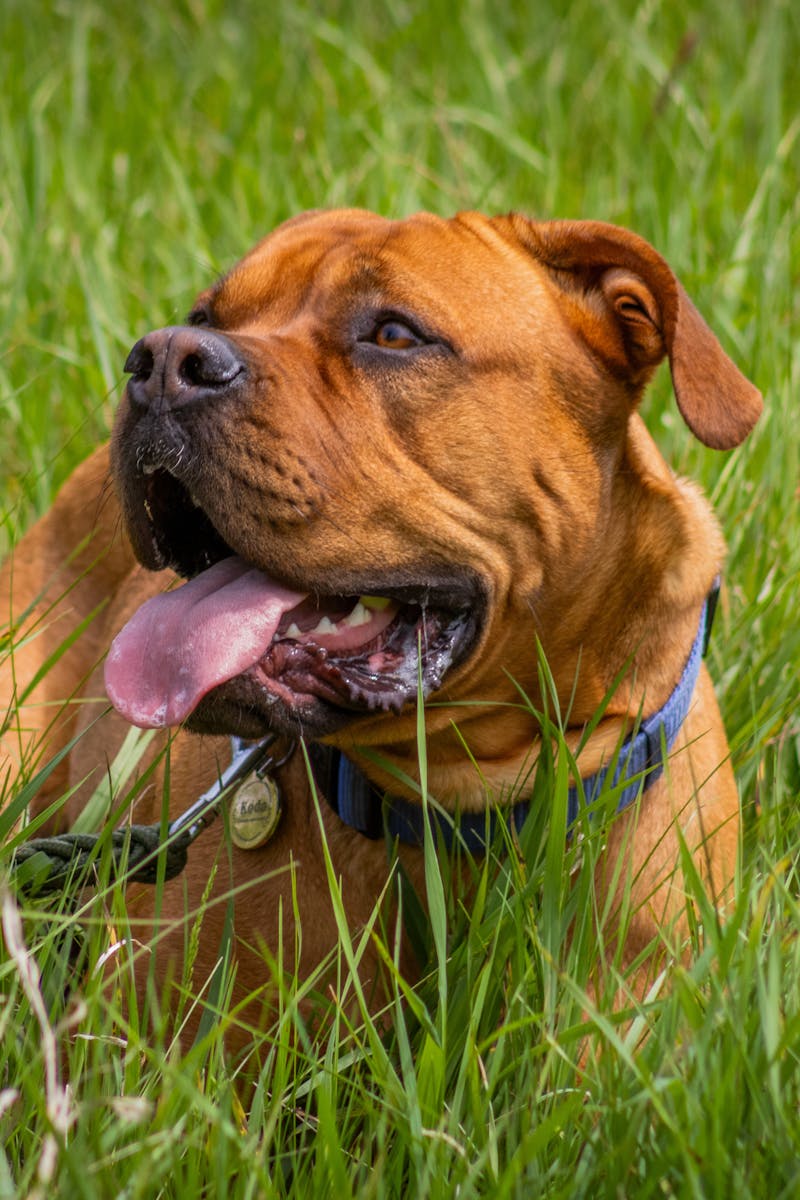 Dogue de Bordeaux