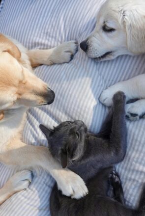 Moving with Pets: A Complete Guide for Dog and Cat Owners