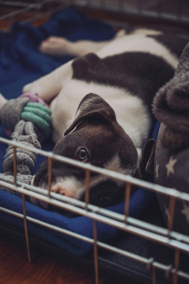 Leaving Your Pup Alone for the First Time: Everything You Need To Know