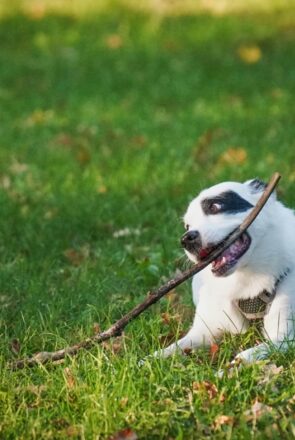 Leaving Your Pup Alone for the First Time: Everything You Need To Know