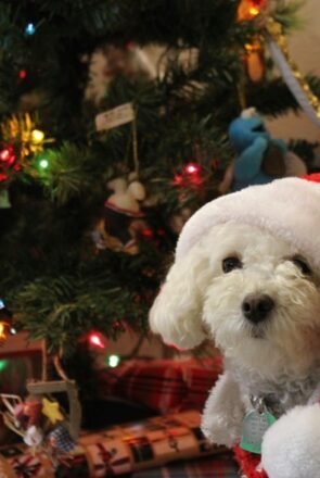 10 Christmas Locations You Can Take Your Dog After School Is Over