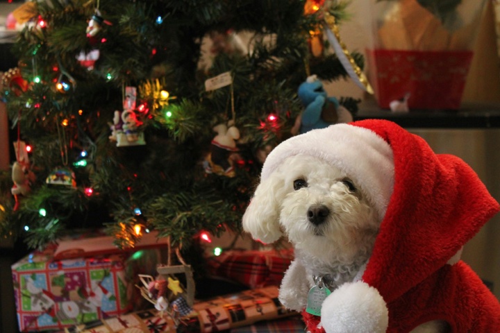 10 Christmas Locations You Can Take Your Dog After School Is Over