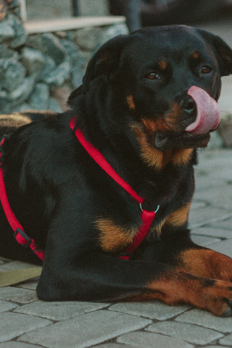 Rottweiler