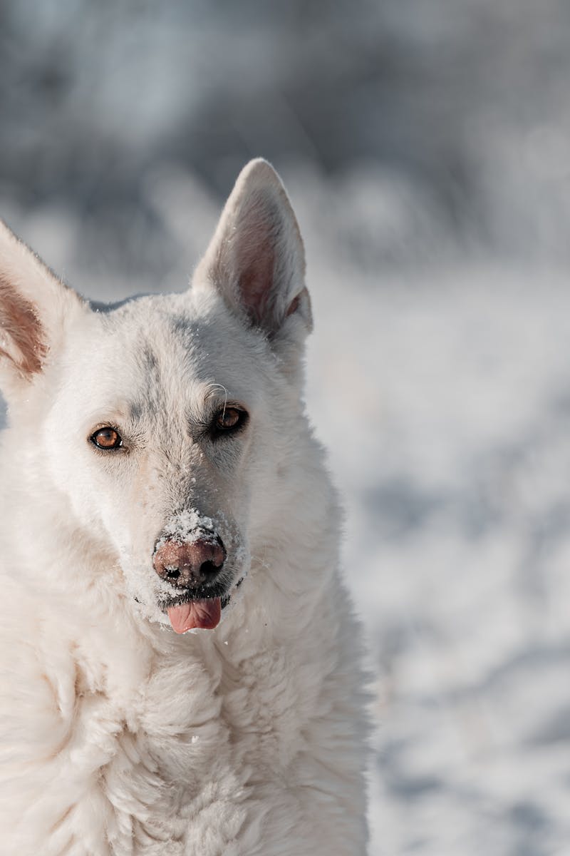 Swiss White Shepherd