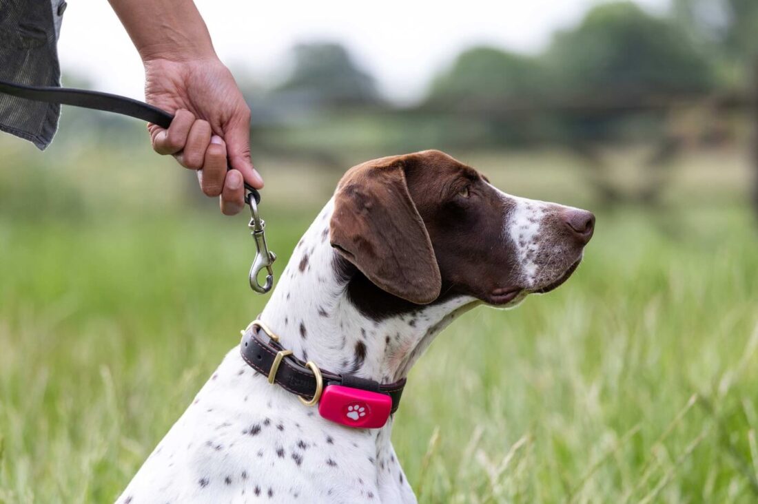 Best GPS Dog Collar for Reliable Location Updates Anywhere