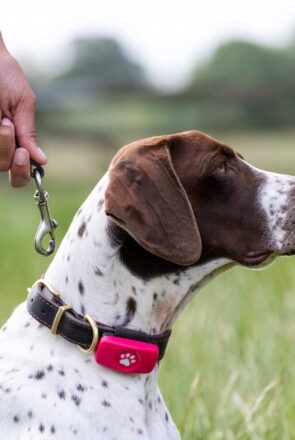 Best GPS Dog Collar for Reliable Location Updates Anywhere