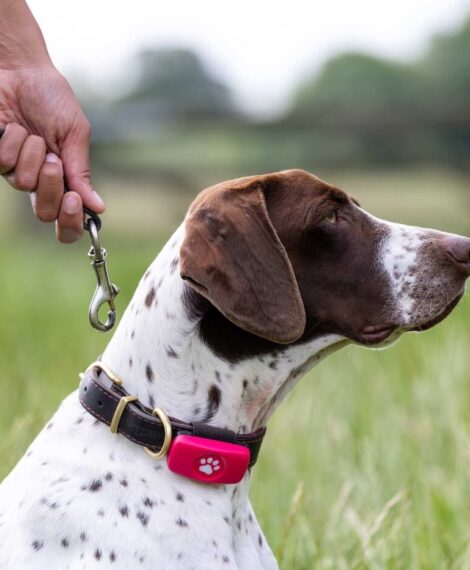 Best GPS Dog Collar for Reliable Location Updates Anywhere