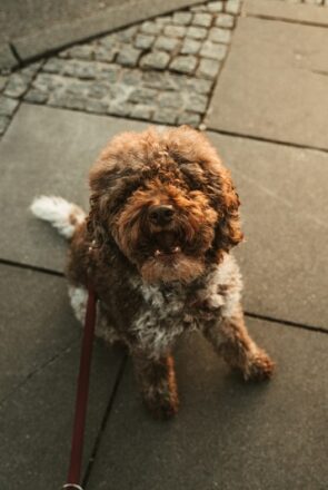 Can a Dog Walker Improve Your Dog’s Overall Well-Being?