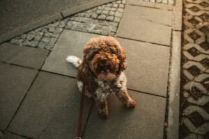 Can a Dog Walker Improve Your Dog’s Overall Well-Being?