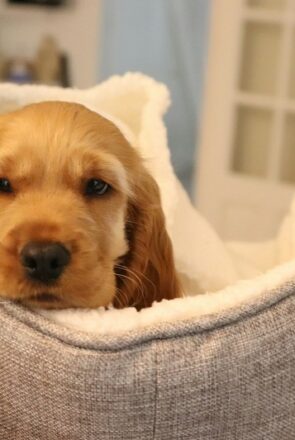 A Dog Owner’s Guide to Choosing a Bed Built for Power Chewers