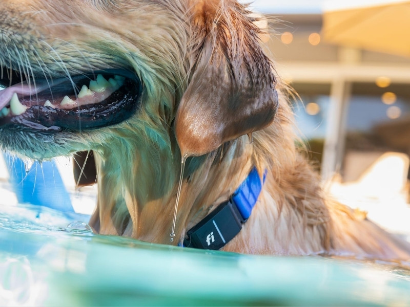 Fi Series 3+ Smart Dog Tracker Collar