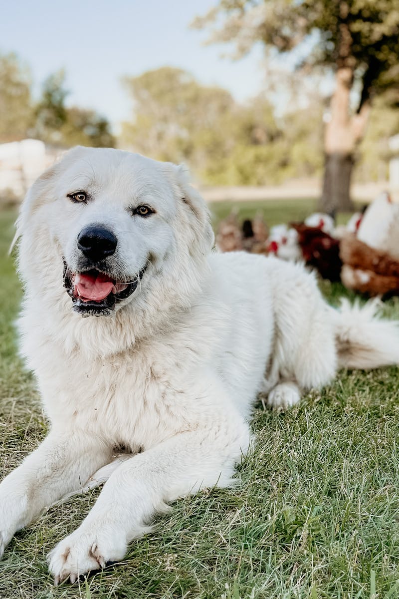 Livestock Guardian Dog lying next to hens