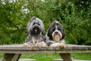 Top 4 Pet Insurance Comparison Sites Every Pet Parent Should Know