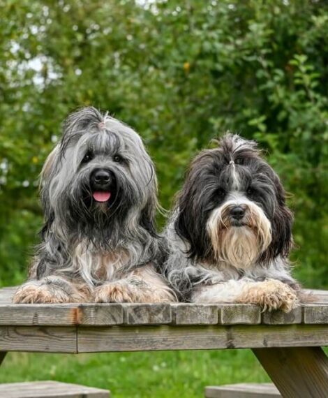 Top 4 Pet Insurance Comparison Sites Every Pet Parent Should Know