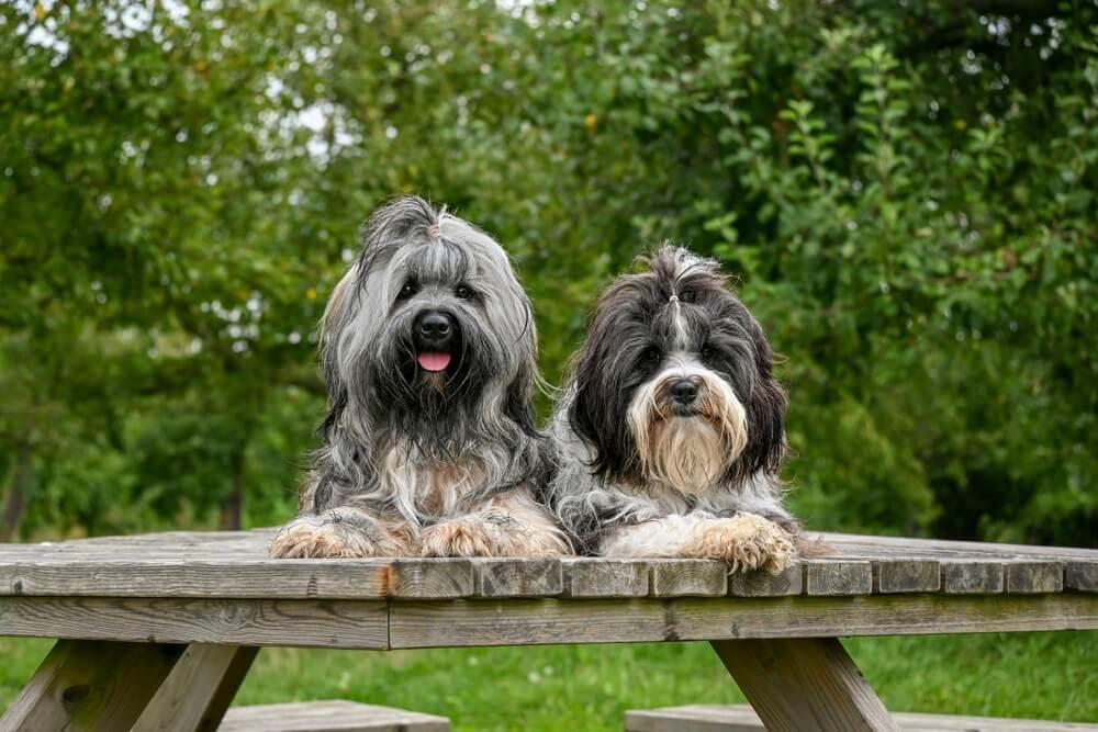 Top 4 Pet Insurance Comparison Sites Every Pet Parent Should Know