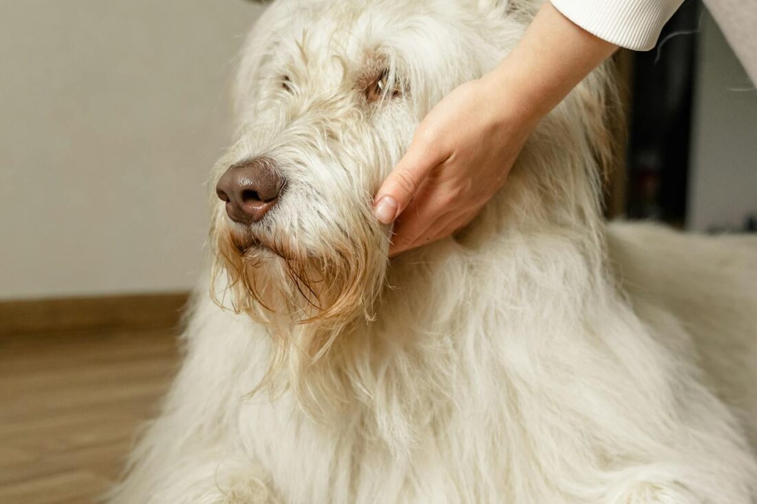 Best 5 Eco-Friendly Dog Grooming in NYC 2025