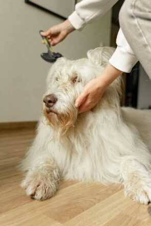 Best 5 Eco-Friendly Dog Grooming in NYC 2025