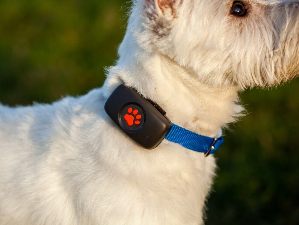 PitPat Dog GPS Tracker