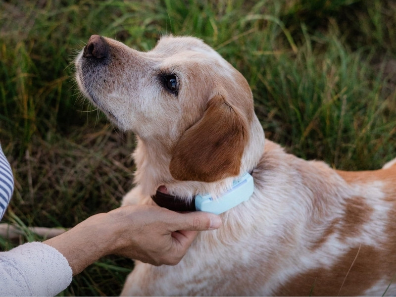 Tractive Smart Dog GPS Tracker