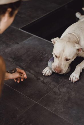 what cause hind legs weakness in dogs