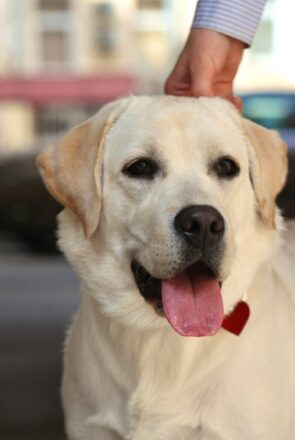 5 Reasons Why Retriever Pups Make Wonderful Family Pets - white lab retriever