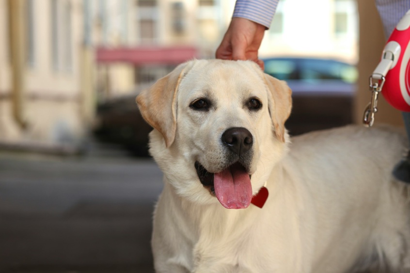 5 Reasons Why Retriever Pups Make Wonderful Family Pets - white lab retriever