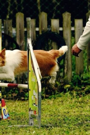 dog training program