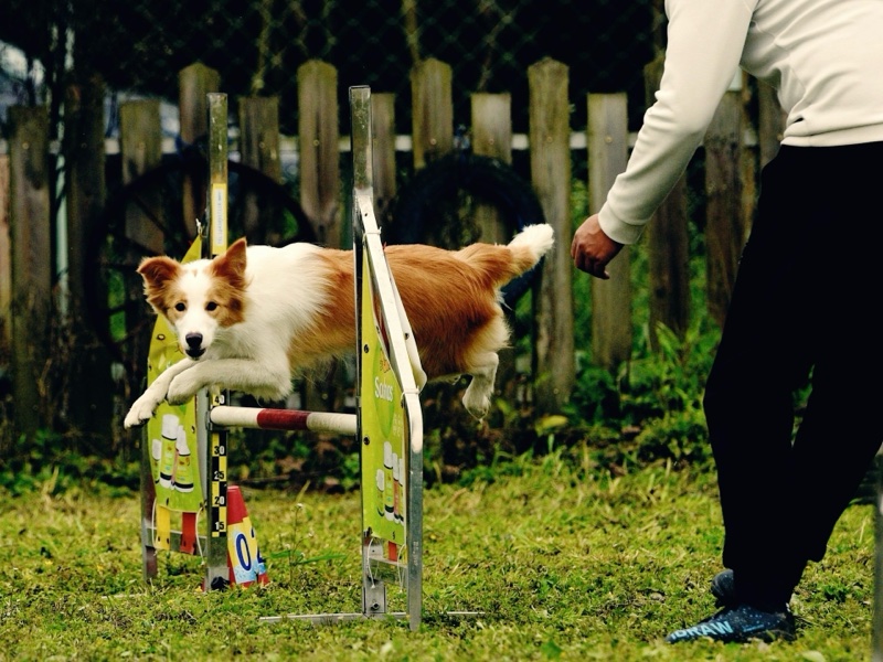 dog training program