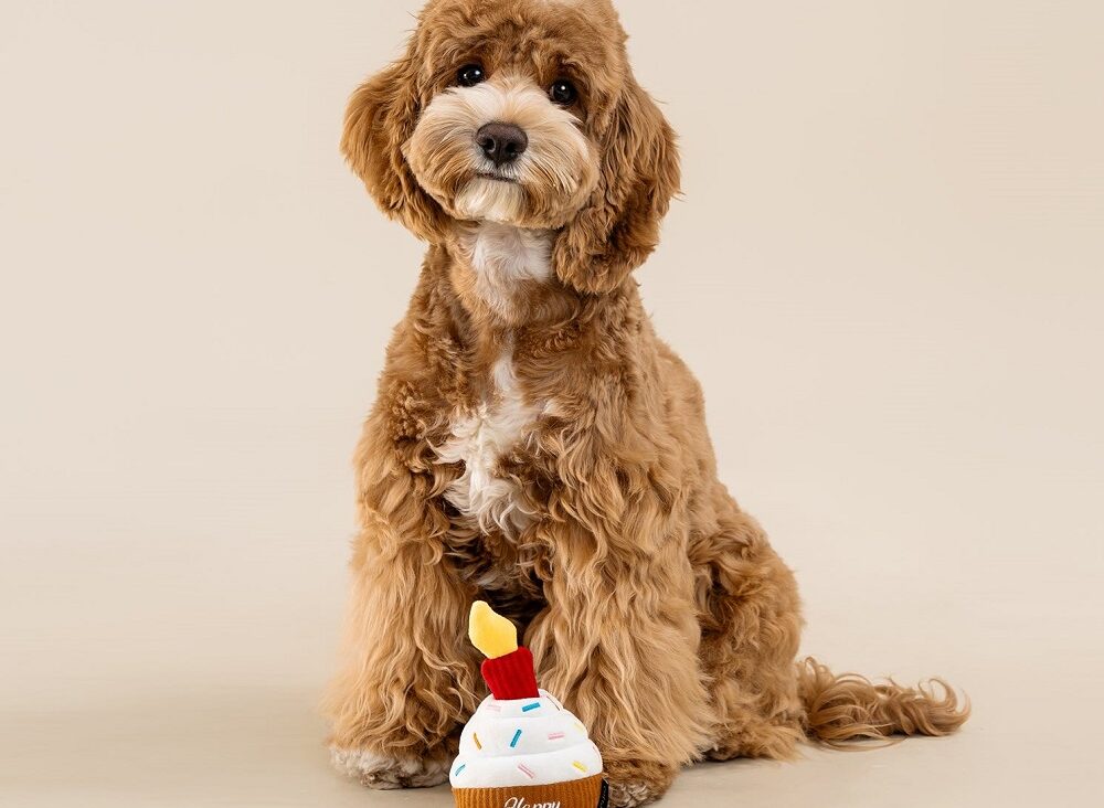 Gifts for Dogs and Dog Lovers