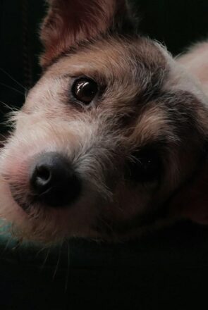 Pet Emergencies: What Every Owner Should Know