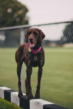 wire less dog fencing systems