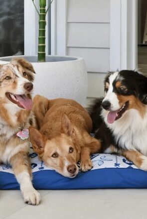 Indie Boho Noosa Nights Outdoor Bed - Gifts for Your Dog