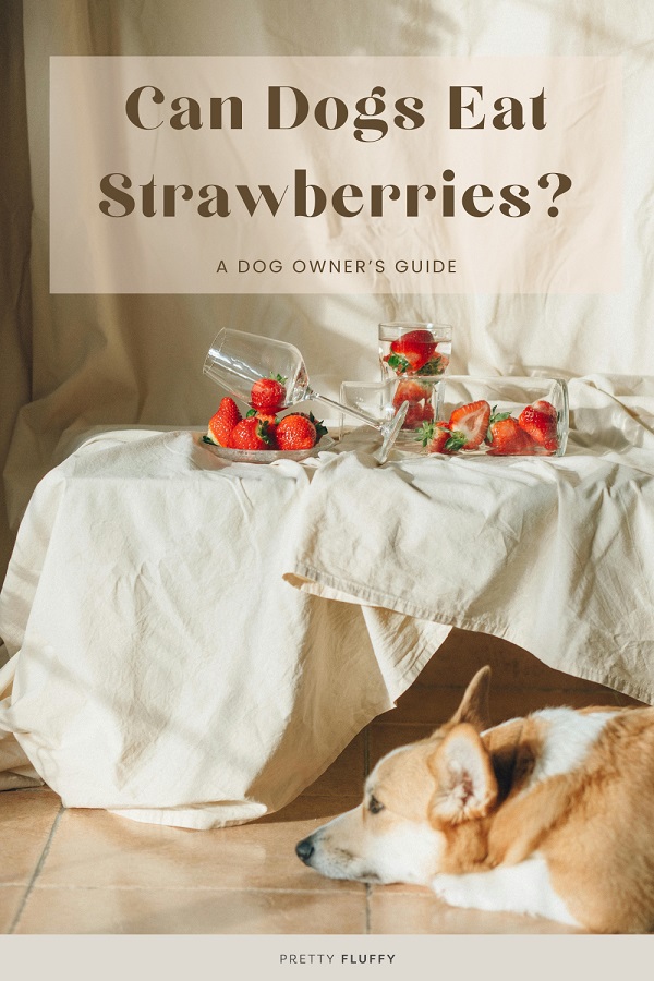 can dogs eat strawberries